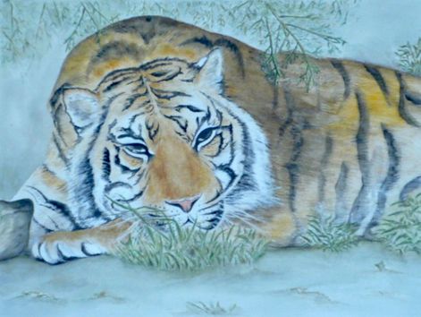 « Le tigre »
Aquarelle
48 x 36
(Prix sur demande)